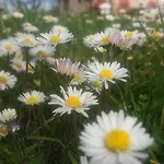 Alojamento de Turismo Rural Agriturismo Cà Sorci *