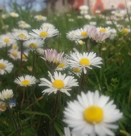 ファームステイ Agriturismo Ca Sorci *