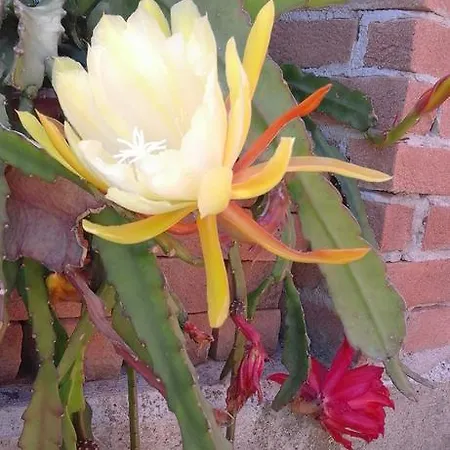 Agriturismo Ca Sorci *